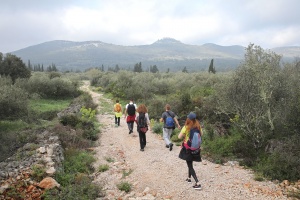 ZOF Trail otoka maslina
